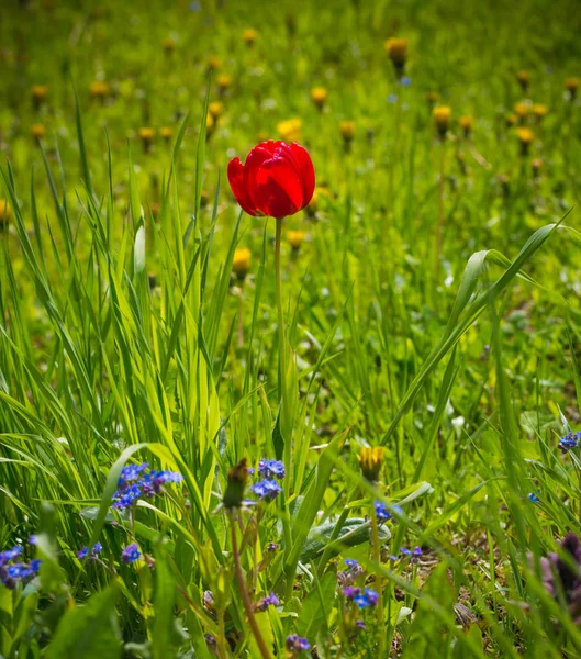 Tulipa vermelha no jardim. Fundo de verão. Primavera . — Fotografia de Stock