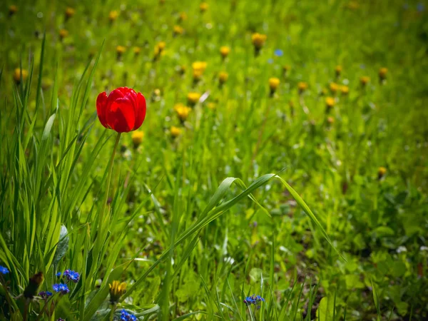 Tulipa vermelha no jardim. Fundo de verão. Primavera . — Fotografia de Stock