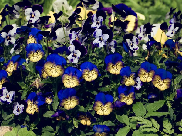 Çiçek bahçesinde viola olur. Yaz arka plan. Bahar. Çiçekli bahar çiçekleri