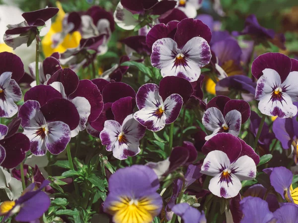 Flores são viola no jardim. Fundo de verão. Primavera. Flores floridas da primavera — Fotografia de Stock