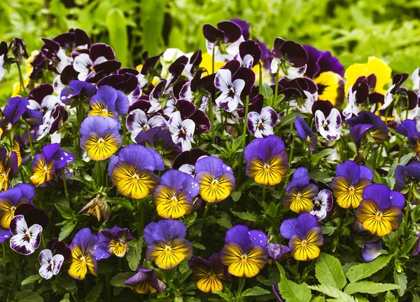 Çiçek bahçesinde viola olur. Yaz arka plan. Bahar. Çiçekli bahar çiçekleri