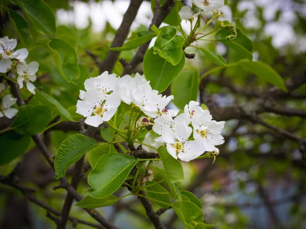 Çiçek açması armut ağacı. Yaz arka plan. Bahar. Çiçekli dal