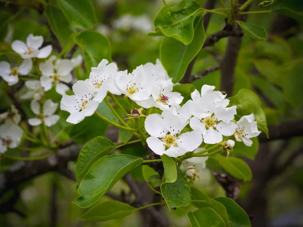 Blossoming pear tree. Summer background. Spring. Flowering branch — Stock Photo, Image