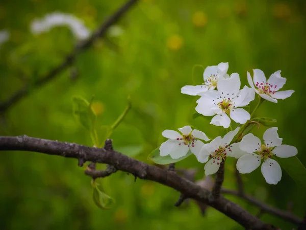 Blommande päronträd. Sommaren bakgrund. Våren. Blommande gren — Stockfoto