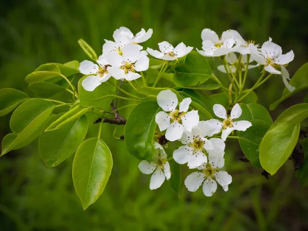 Bir armut çiçekler. Yaz arka plan. Bahar. Çiçekli dal