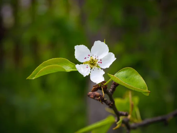 梨の花。夏の背景。春。開花枝 — ストック写真