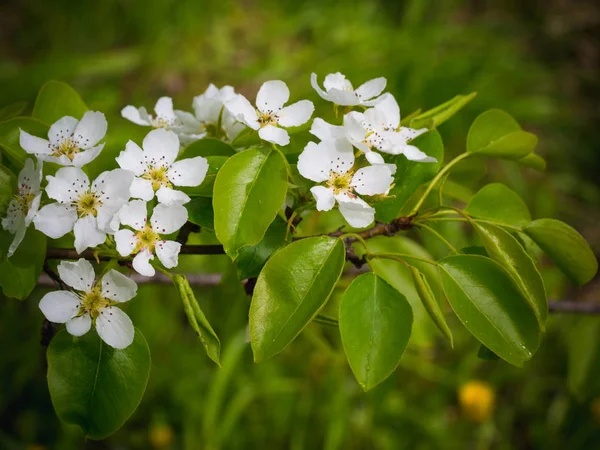 Blüten einer Birne. Sommer-Hintergrund. Frühling. blühender Zweig — Stockfoto