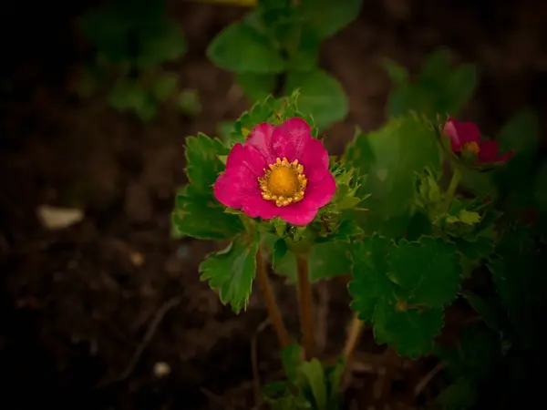 Blühende Erdbeeren im Garten. Sommer-Hintergrund. Frühling. — Stockfoto