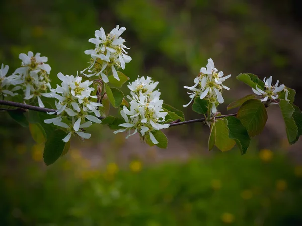 阿兰奇埃树在花园里绽放。夏季背景。春天。开花的分支 — 图库照片