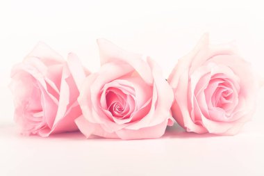 pembe güllerin nazik arkaplanı