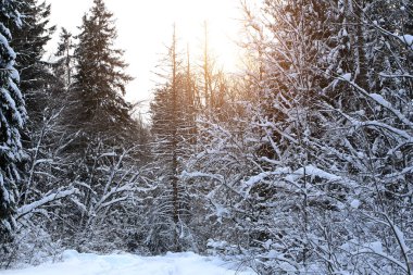 Kış ormanı Şehrin dışında kar yağışı
