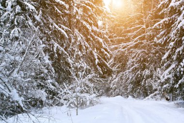 Kış ormanı Şehrin dışında kar yağışı