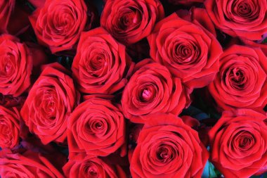 Kırmızı güllerin arkaplanı