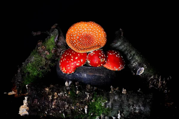 Amanita Muscaria en la vieja olla de hierro. setas venenosas mosca agárica — Foto de Stock