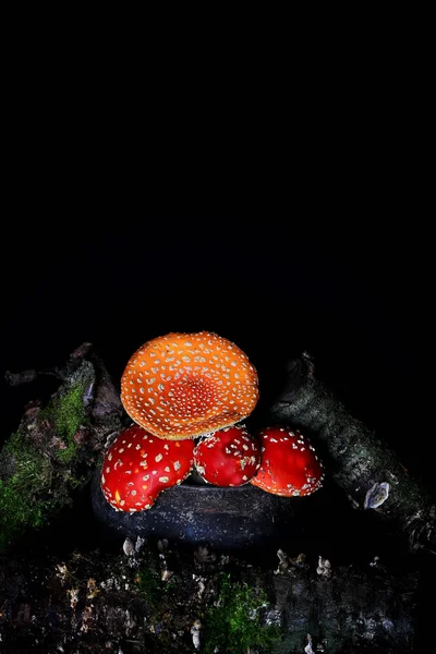 Amanita Muscaria nella vecchia pentola di ferro. fungo velenoso mosca agarico — Foto Stock