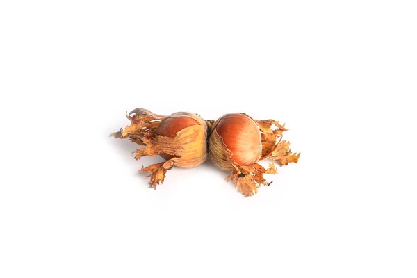 Lískových ořechů ve skořápce izolovaných na bílém pozadí — Stock fotografie