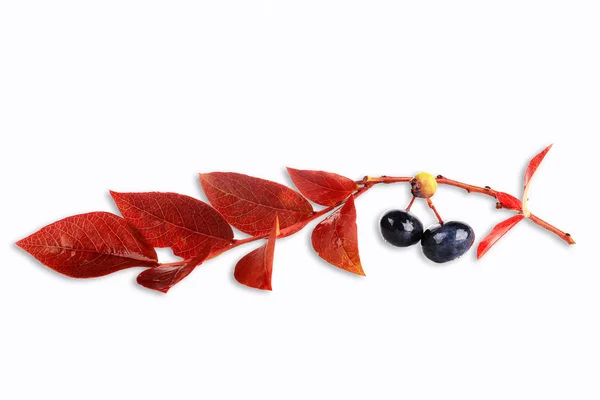 Гілка чорниці з листям і ягодами ізольовані на білому фоні — стокове фото