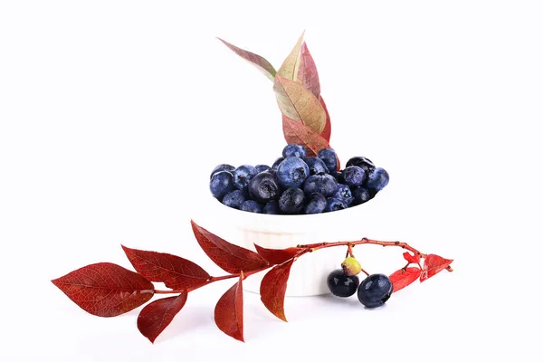 Zweig der Blaubeere mit Blättern und Beeren isoliert auf weißem Hintergrund — Stockfoto