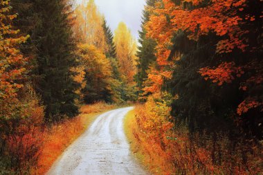 Sonbahar ormanı. Sonbahar ağaçlarının arasında yol