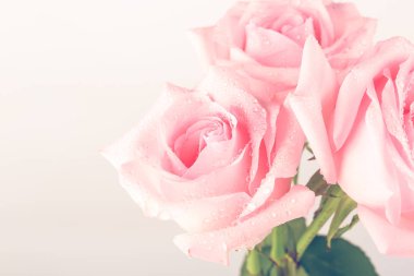 Açık arkaplanda izole edilmiş pembe güller.