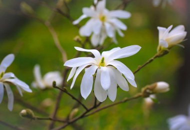 Ağacın üzerindeki manolya çiçekleri. Bahar çiçekli ağaç