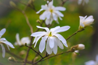 Ağacın üzerindeki manolya çiçekleri. Bahar çiçekli ağaç