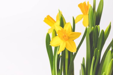 Nergisler beyaz arkaplanda izole edilmiş