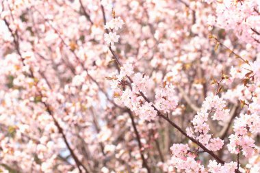 Parktaki ağaç dallarında sakura çiçekleri. nazik bahar arkaplanı