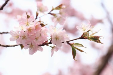 Parktaki ağaç dallarında sakura çiçekleri. nazik bahar arkaplanı