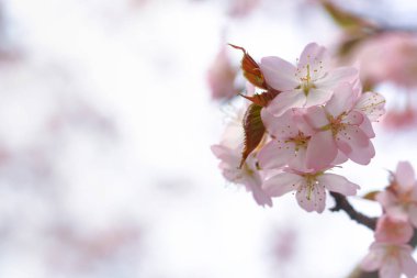 Sakura tomurcuklanıyor, bahar uysal arka plan. elma çiçekleri seçici yumuşak odak