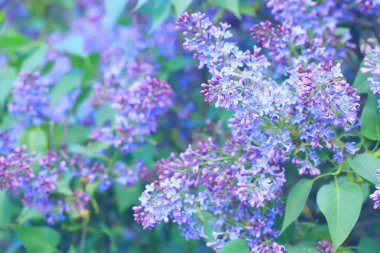 Parkta çiçek açan leylak ağaçları