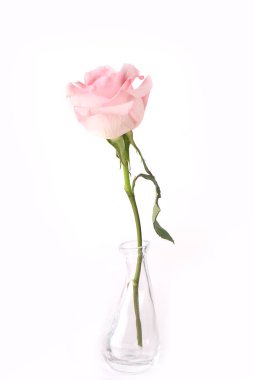 Açık arkaplanda pembe güller