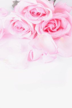 Açık arkaplanda taç yaprakları olan soluk pembe güller. Sevgililer Günü için kartpostal geçmişi