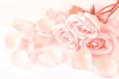 Mercan zemininde pembe güller. yumuşak odak