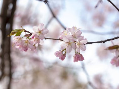 Bahar ağacının narin çiçekleri. yumuşak seçici odak