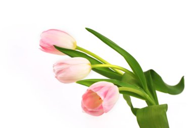 Hafif arka planda pembe lale, yumuşak odak. narin bahar çiçeği