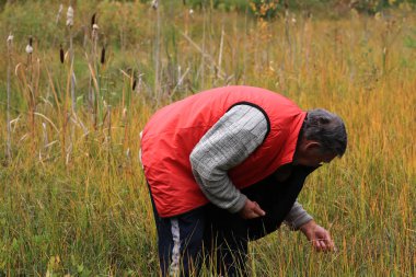 Bataklıkta böğürtlen toplayan yaşlı bir adam