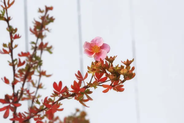 Potentilla fruticosa "Frumoasa roz". Potentilla fruticosa Princess — Fotografie, imagine de stoc