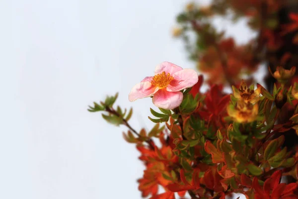 Potentilla fruticosa 'rosa Schönheit'. Potentilla fruticosa Prinzessin — Stockfoto