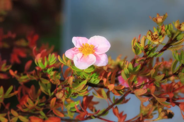 Potentilla fruticosa 'rosa Schönheit'. Potentilla fruticosa Prinzessin — Stockfoto