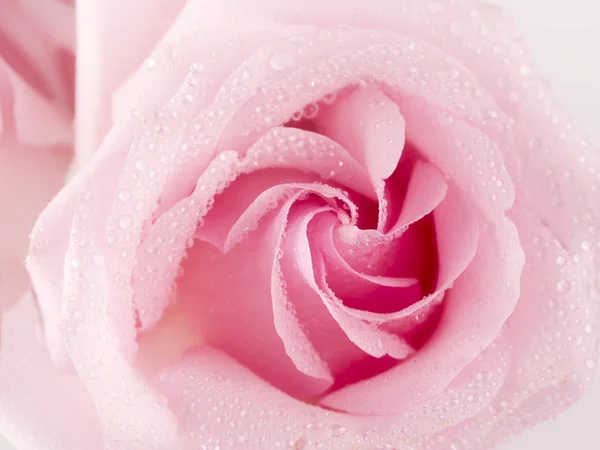 Ніжна рожева троянда крупним планом — стокове фото
