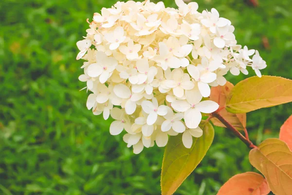 Blooming white hydrangea in the garden. — Stock Photo, Image