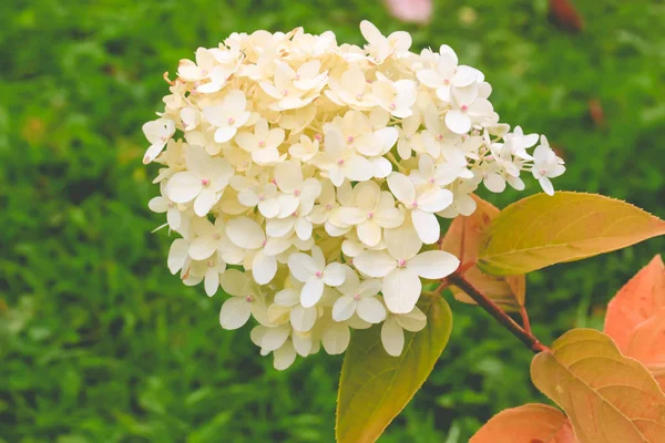 Blooming white hydrangea in the garden. — Stock Photo, Image