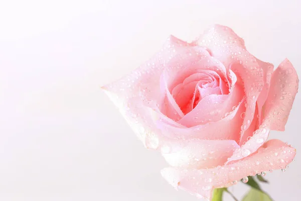 Buquê de rosas rosa isolado no fundo claro — Fotografia de Stock