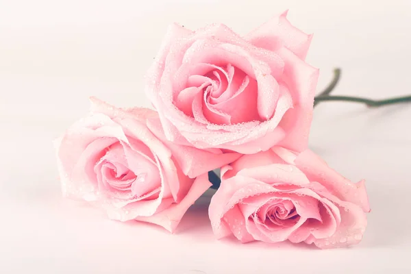 Bouquet of pink roses isolated on light background — Stock Photo, Image