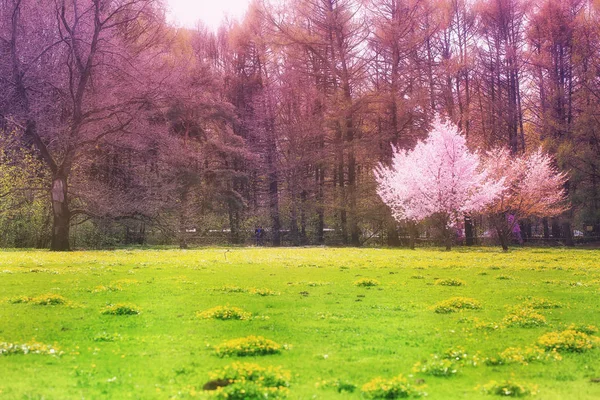 Blühender Sakura-Baum im Park. Hintergrund: Frühling — Stockfoto