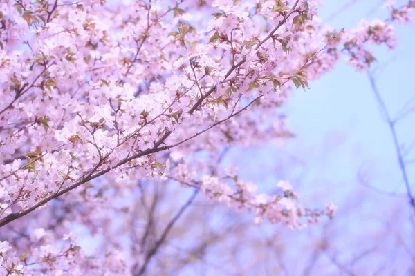 樱花在公园的树枝上绽放。 柔和的春风背景 — 图库照片