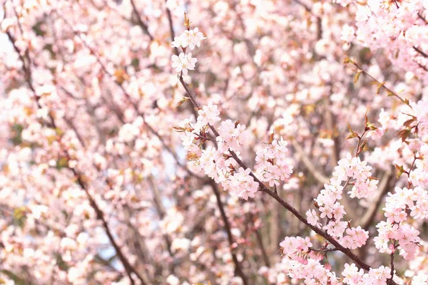 Sakura virágok a fák ágain a parkban. gyengéd tavaszi háttér — Stock Fotó