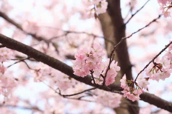 Цветы сакуры на ветвях деревьев в парке. мягкий весенний фон — стоковое фото