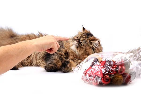 Katze blickt auf den Finger der weiblichen Hand isoliert auf weißem Hintergrund. Persische Rasse — Stockfoto